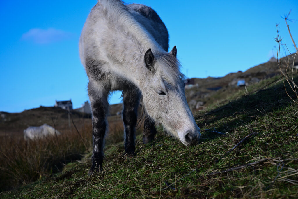 ponies